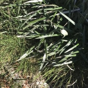 Celmisia tomentella at Rendezvous Creek, ACT - 22 Dec 2021