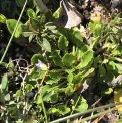 Viola improcera (Dwarf Violet) at Cotter River, ACT - 21 Dec 2021 by Tapirlord