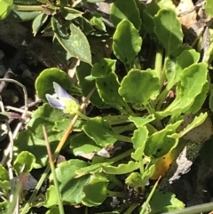 Viola improcera at Cotter River, ACT - 22 Dec 2021