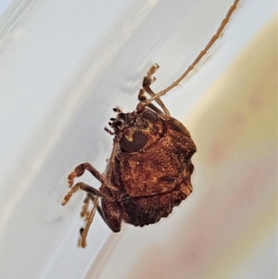 Cadmus (Brachycaulus) ferrugineus (Leaf beetle) at Cook, ACT - 1 Jan 2022 by CathB