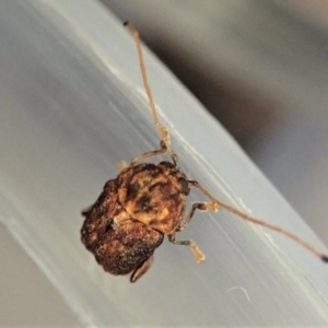 Cadmus (Brachycaulus) ferrugineus at Cook, ACT - 2 Jan 2022