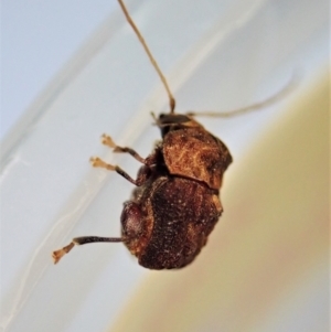 Cadmus (Brachycaulus) ferrugineus at Cook, ACT - 2 Jan 2022 07:53 AM