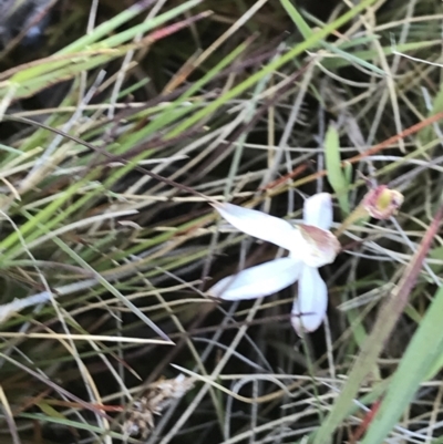 Caladenia sp. (A Caladenia) at Cotter River, ACT - 22 Dec 2021 by Tapirlord