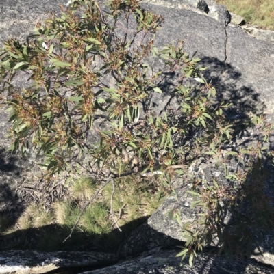 Eucalyptus pauciflora subsp. debeuzevillei (A Snow Gum) at Cotter River, ACT - 21 Dec 2021 by Tapirlord