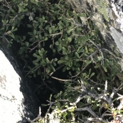 Melicytus angustifolius subsp. divaricatus (Divaricate Tree Violet) at Rendezvous Creek, ACT - 22 Dec 2021 by Tapirlord