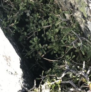 Melicytus angustifolius subsp. divaricatus at Rendezvous Creek, ACT - 22 Dec 2021 09:26 AM