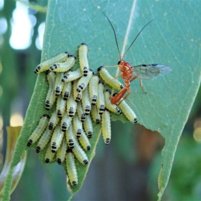 Megaceria sp. (genus) (Ctenopelmatinae parasitic wasp) at Cook, ACT - 31 Dec 2021 by CathB