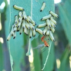 Megaceria sp. (genus) at Cook, ACT - 1 Jan 2022