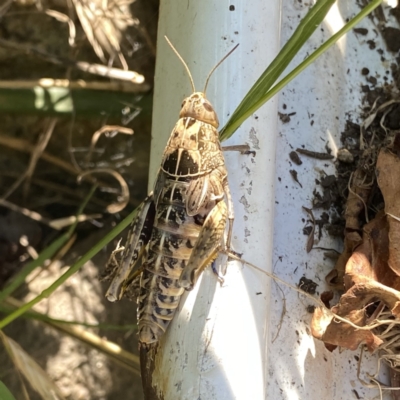 Perunga ochracea (Perunga grasshopper, Cross-dressing Grasshopper) at Googong, NSW - 2 Jan 2022 by Wandiyali