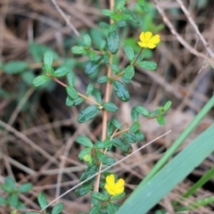 Hibbertia aspera subsp. aspera at Tura Beach, NSW - 28 Dec 2021 by KylieWaldon