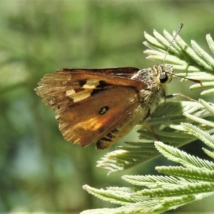 Trapezites eliena at Booth, ACT - 2 Jan 2022