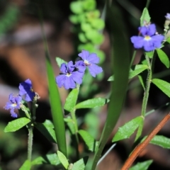 Dampiera stricta (Blue Dampiera) at Tura Beach, NSW - 29 Dec 2021 by KylieWaldon