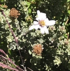 Olearia brevipedunculata (Dusty Daisy Bush) at Rendezvous Creek, ACT - 22 Dec 2021 by Tapirlord