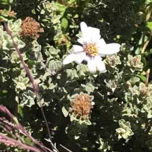 Olearia brevipedunculata at Rendezvous Creek, ACT - 22 Dec 2021 09:38 AM