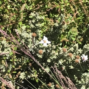 Olearia brevipedunculata at Rendezvous Creek, ACT - 22 Dec 2021