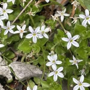 Lobelia pedunculata at Booth, ACT - 1 Jan 2022 01:23 PM