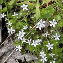 Lobelia pedunculata at Booth, ACT - 1 Jan 2022 01:23 PM