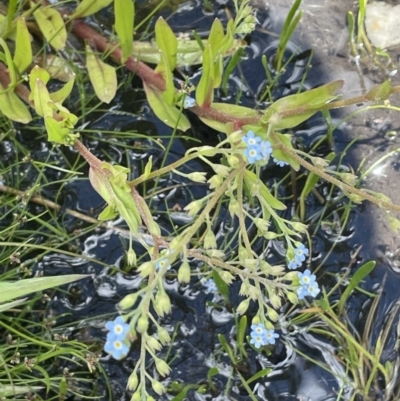 Myosotis laxa subsp. caespitosa (Water Forget-me-not) at Namadgi National Park - 1 Jan 2022 by JaneR