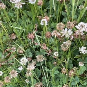 Trifolium repens at Booth, ACT - 1 Jan 2022 01:47 PM