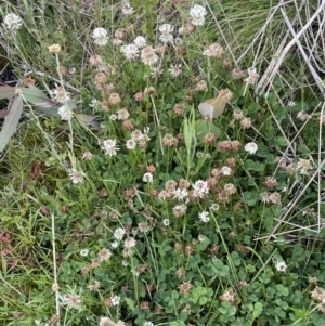 Trifolium repens at Booth, ACT - 1 Jan 2022 01:47 PM