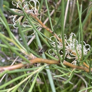 Hakea microcarpa at Booth, ACT - 1 Jan 2022