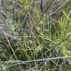 Hakea microcarpa at Booth, ACT - 1 Jan 2022