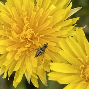 Australiphthiria hilaris at Booth, ACT - 1 Jan 2022 01:34 PM