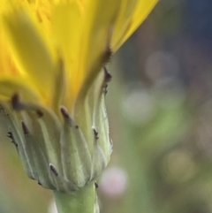 Australiphthiria hilaris at Booth, ACT - 1 Jan 2022 01:34 PM