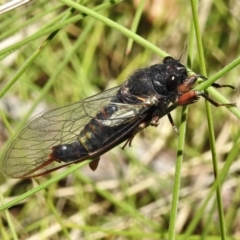 Yoyetta sp. nr spectabilis at Booth, ACT - 2 Jan 2022 by JohnBundock