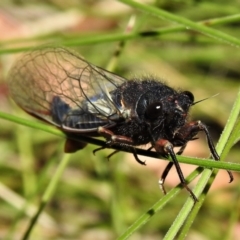 Yoyetta sp. nr spectabilis at Booth, ACT - 2 Jan 2022