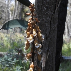 Gastrodia procera (Tall Potato Orchid) at Booth, ACT - 2 Jan 2022 by JohnBundock