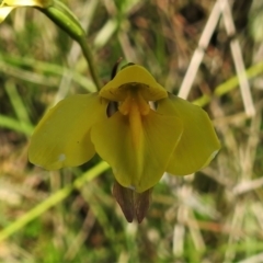 Diuris monticola at Booth, ACT - 2 Jan 2022