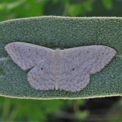 Scopula optivata (Varied Wave) at Booth, ACT - 1 Jan 2022 by JohnBundock