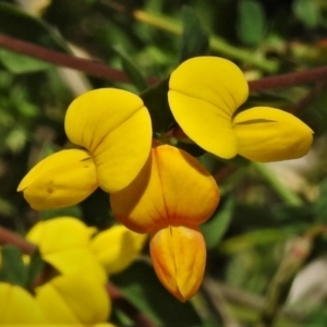 Lotus corniculatus at Booth, ACT - 2 Jan 2022 12:38 PM