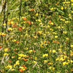 Lotus corniculatus at Booth, ACT - 2 Jan 2022 12:38 PM