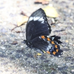 Papilio aegeus (Orchard Swallowtail, Large Citrus Butterfly) at Higgins, ACT - 1 Jan 2022 by AlisonMilton