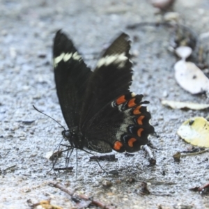 Papilio aegeus at Higgins, ACT - 1 Jan 2022