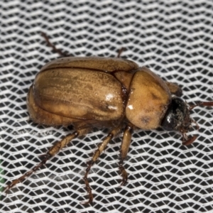 Cyclocephala signaticollis at Higgins, ACT - 1 Jan 2022