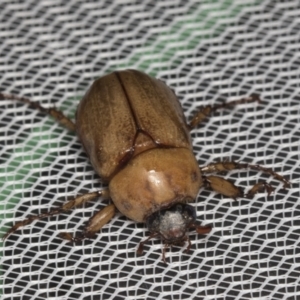 Cyclocephala signaticollis at Higgins, ACT - 1 Jan 2022