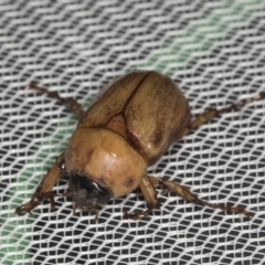 Cyclocephala signaticollis at Higgins, ACT - 1 Jan 2022