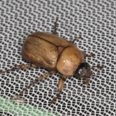 Cyclocephala signaticollis at Higgins, ACT - 1 Jan 2022 01:43 PM