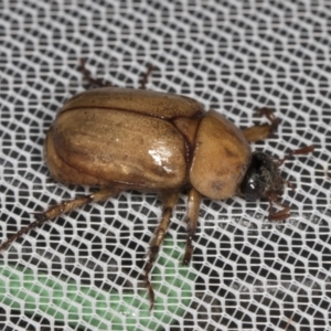 Cyclocephala signaticollis at Higgins, ACT - 1 Jan 2022 01:43 PM