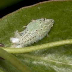 Siphanta acuta (Green planthopper, Torpedo bug) at Higgins, ACT - 1 Jan 2022 by AlisonMilton