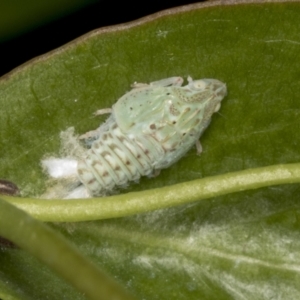 Siphanta acuta at Higgins, ACT - 1 Jan 2022 11:08 AM