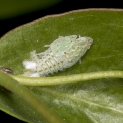 Siphanta acuta at Higgins, ACT - 1 Jan 2022 11:08 AM