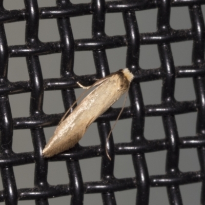 Phauloplana illuta (A concealer moth) at Higgins, ACT - 30 Dec 2021 by AlisonMilton