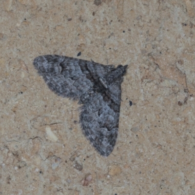 Phrissogonus laticostata (Apple looper moth) at Higgins, ACT - 30 Dec 2021 by AlisonMilton