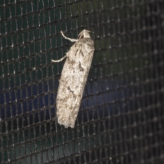 Philobota philostaura (A Concealer moth (Philobota group)) at Higgins, ACT - 31 Dec 2021 by AlisonMilton