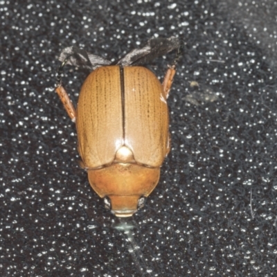 Anoplognathus sp. (genus) (Unidentified Christmas beetle) at Higgins, ACT - 1 Jan 2022 by AlisonMilton