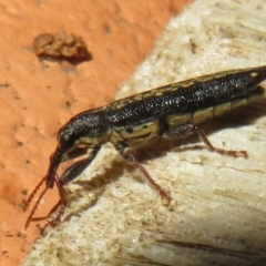 Rhinotia sp. (genus) (Unidentified Rhinotia weevil) at Flynn, ACT - 2 Jan 2022 by Christine